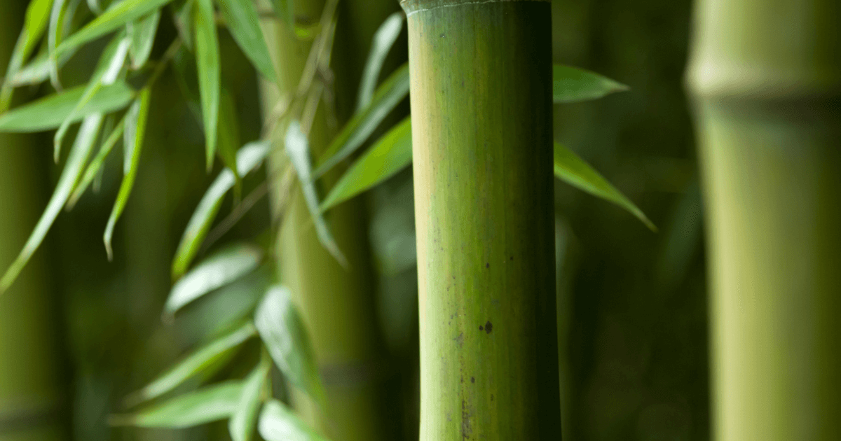 How we treat out bamboo by smoke in Thai traditional way
